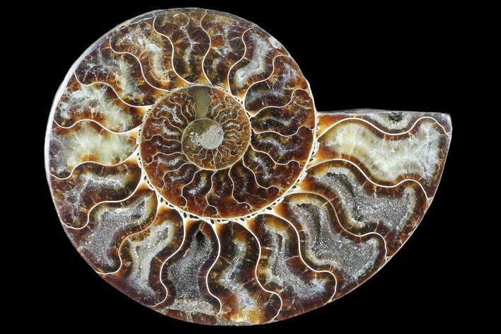 Agatized Ammonite Fossil (Half) - Crystal Chambers #103102